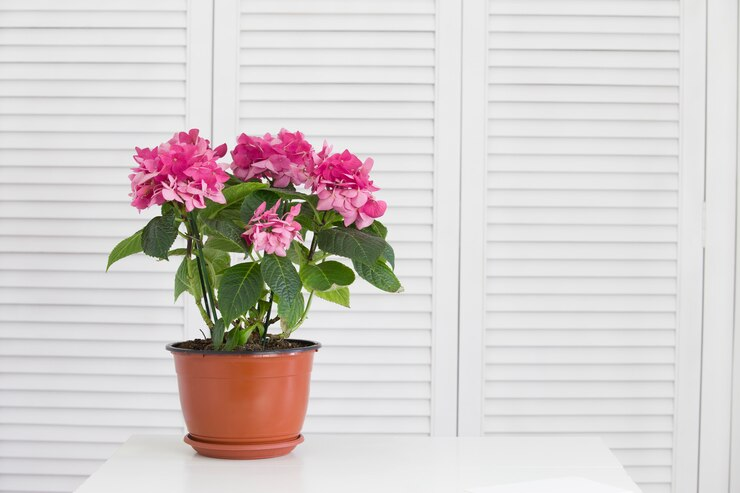 7 Stunning House Plants That Are Actually Pink