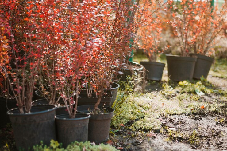 November Gardening