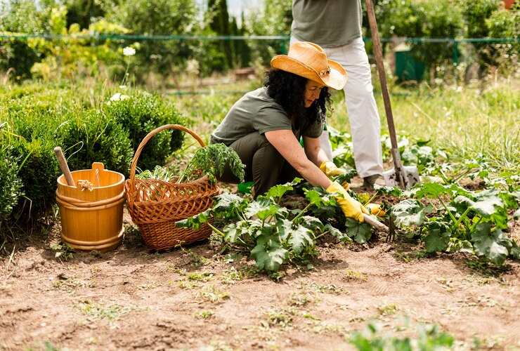 Vegetable Gardens: Growing Your Own Fresh Produce