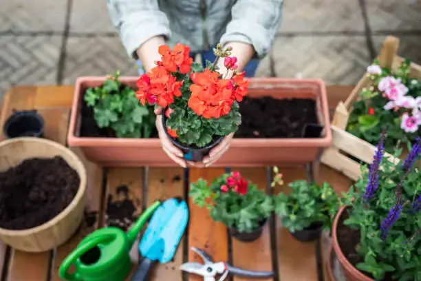 Container Gardening for Beginners What to Plant and When